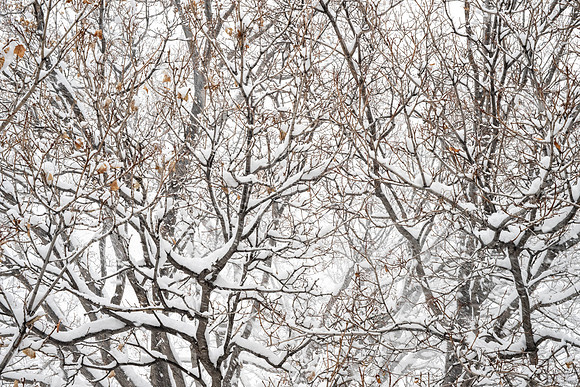 Campus Snow Day - Feb 2026