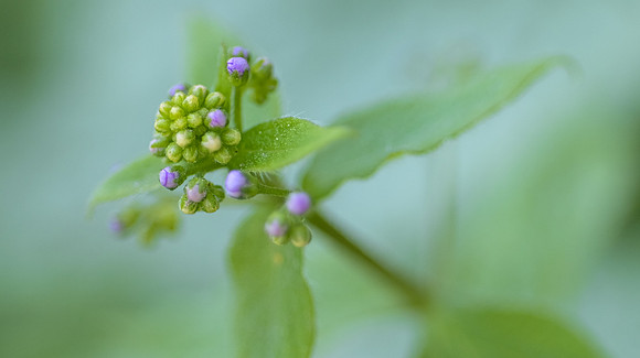Color Walk - Green - May 2026