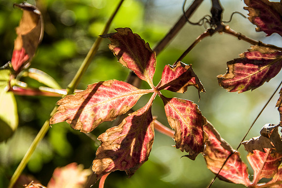 The beginning of fall colors arise within the second week of Fall Semester.