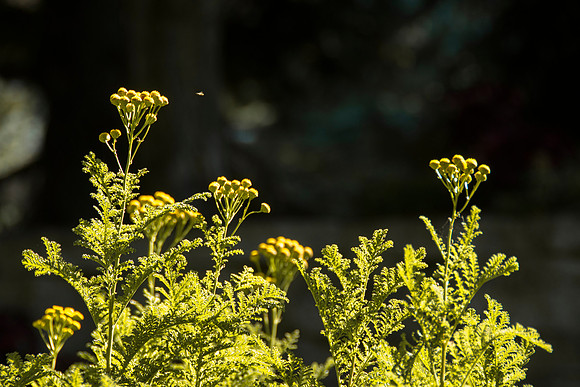 The beginning of fall colors arise within the second week of Fall Semester.