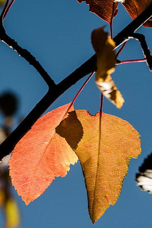 The beginning of fall colors arise within the second week of Fall Semester.