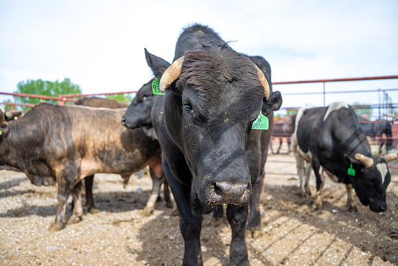 SpringFest Rodeo - June 2026