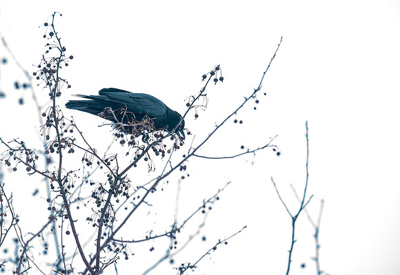 Variety of Birds flocking to the trees of BYU-I in late winter.