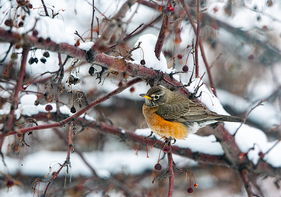 Variety of Birds flocking to the trees of BYU-I in late winter.