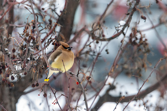 Variety of Birds flocking to the trees of BYU-I in late winter.