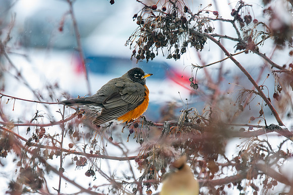 Variety of Birds flocking to the trees of BYU-I in late winter.