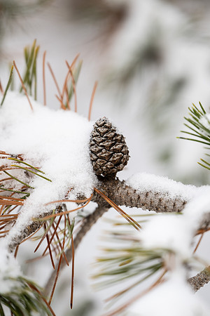 Winter Campus - Dec 2024