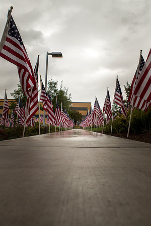 The American Flags during Constitution Day.