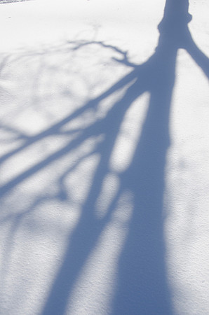 A shadow of a tree in the snow on the BYU-Idaho campus.