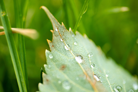 Plant Macro Photos - June 2026