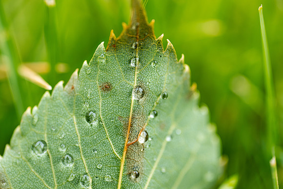 Plant Macro Photos - June 2026