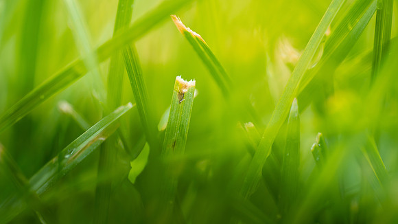 Plant Macro Photos - June 2026