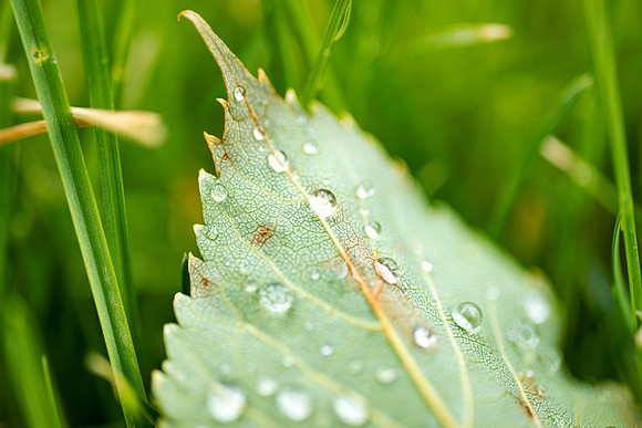 Plant Macro Photos - June 2026
