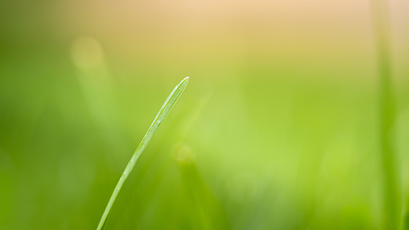 Plant Macro Photos - June 2026