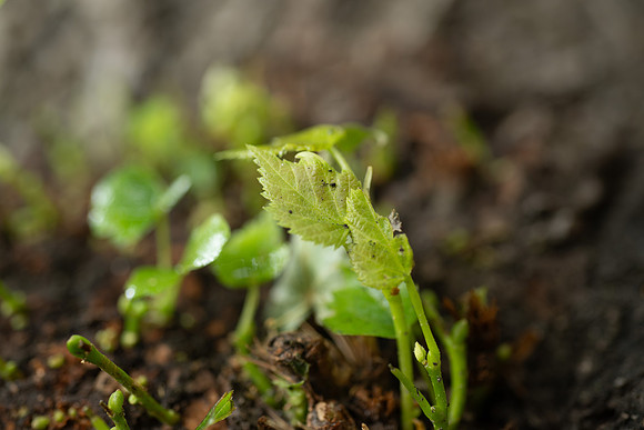 Plant Macro Photos - June 2026