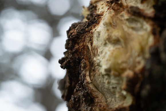 Plant Macro Photos - June 2026