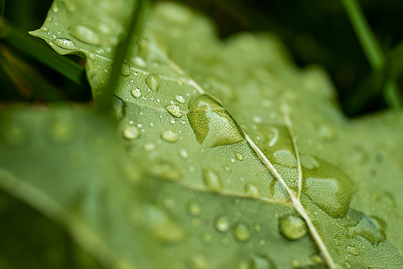 Plant Macro Photos - June 2026