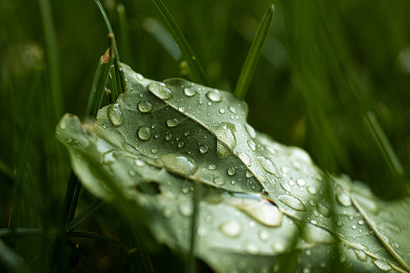 Plant Macro Photos - June 2026