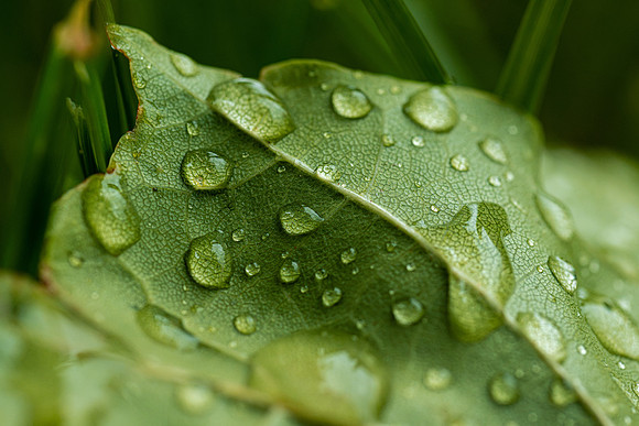 Plant Macro Photos - June 2026