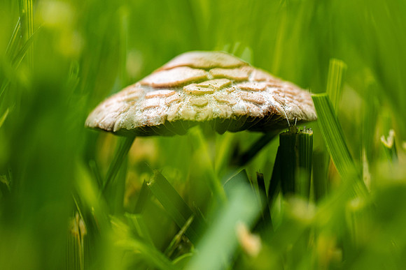 Plant Macro Photos - June 2026