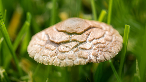 Plant Macro Photos - June 2026
