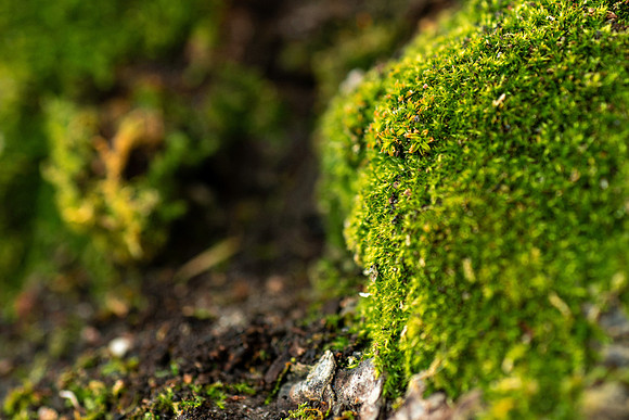 Plant Macro Photos - June 2026