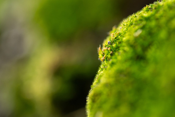 Plant Macro Photos - June 2026