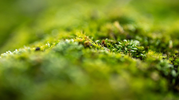 Plant Macro Photos - June 2026