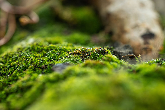 Plant Macro Photos - June 2026