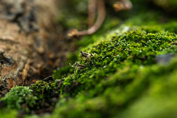 Plant Macro Photos - June 2026