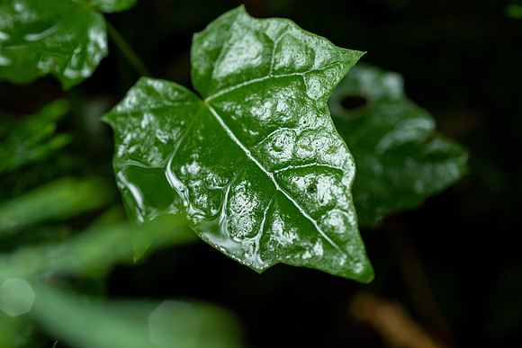 Plant Macro Photos - June 2026