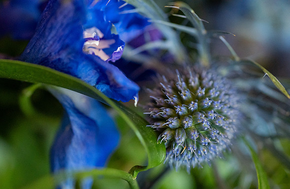 Presence in Every Petal - Jul 2026