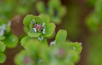 Spring Snow - Apr. 2026