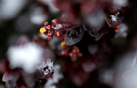 Spring Snow - Apr. 2026