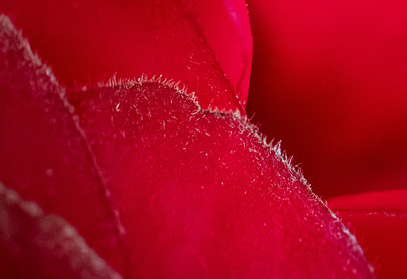 Presence in Every Petal - Jul 2026