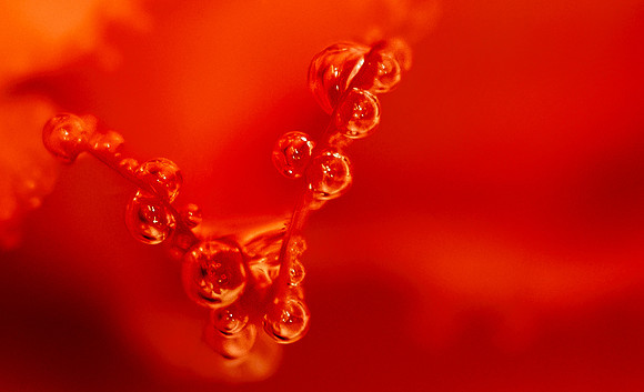 Presence in Every Petal - Jul 2026