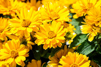 Greenhouse Flowers - July 2026