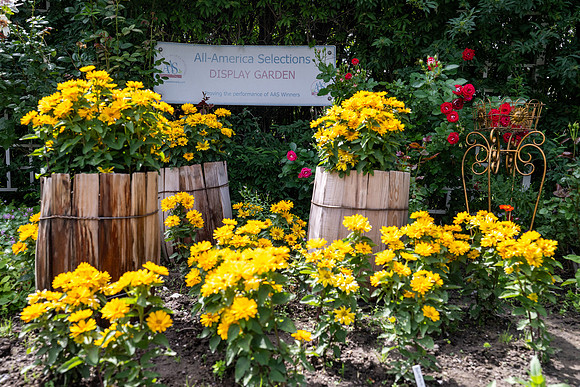 Greenhouse Flowers - July 2026