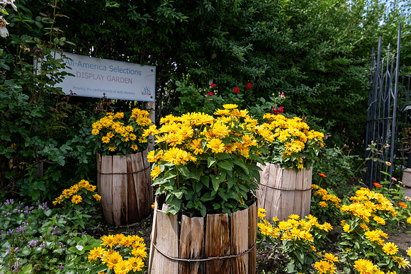 Greenhouse Flowers - July 2026