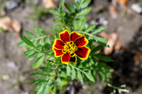 Greenhouse Flowers - July 2026