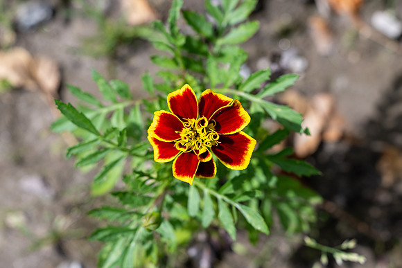 Greenhouse Flowers - July 2026