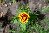 Greenhouse Flowers - July 2026
