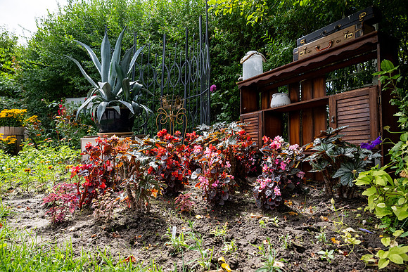 Greenhouse Flowers - July 2026
