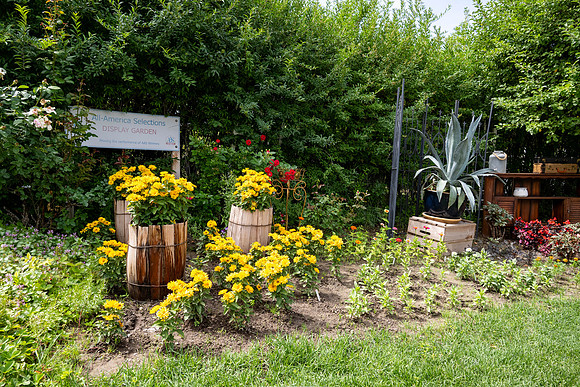 Greenhouse Flowers - July 2026
