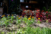 Greenhouse Flowers - July 2026