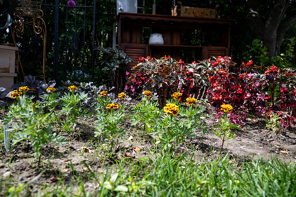 Greenhouse Flowers - July 2026