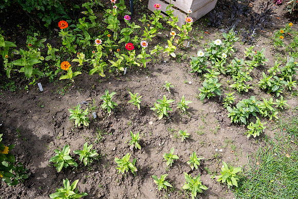 Greenhouse Flowers - July 2026
