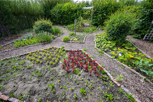 Greenhouse Flowers - July 2026