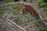 Greenhouse Flowers - July 2026