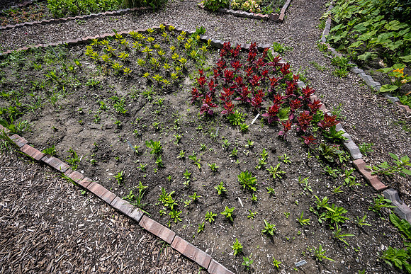 Greenhouse Flowers - July 2026